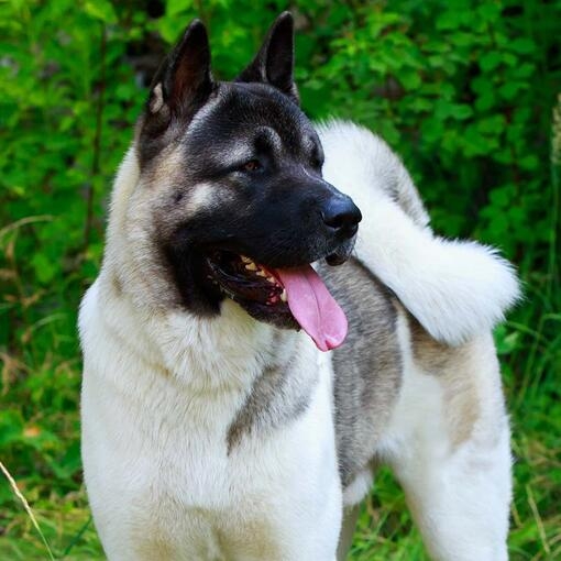 Japanese Akita