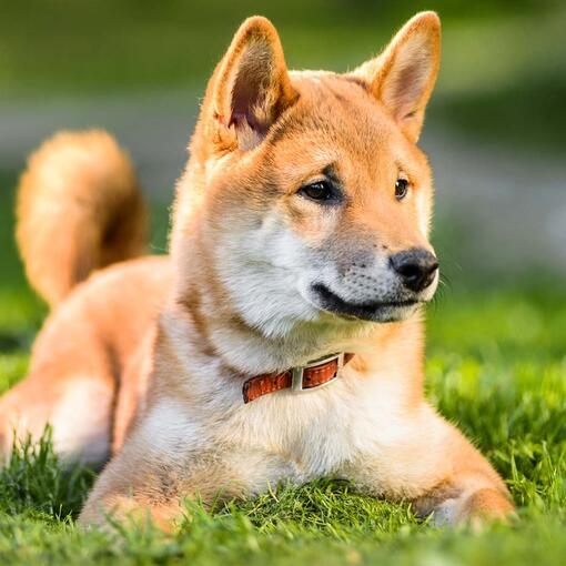 Japanese Shiba Inu