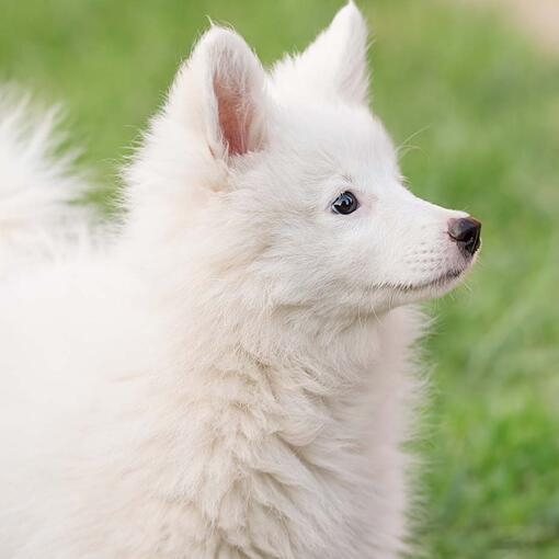 Japanese Spitz
