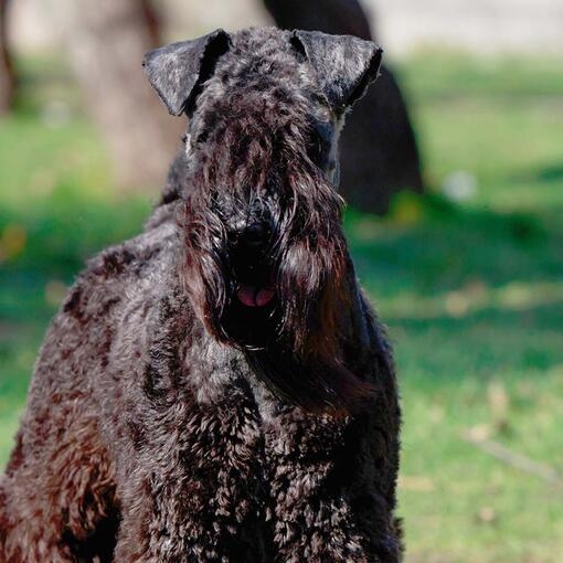 Kerry Blue Terrier