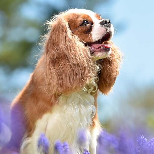 King Charles Spaniel