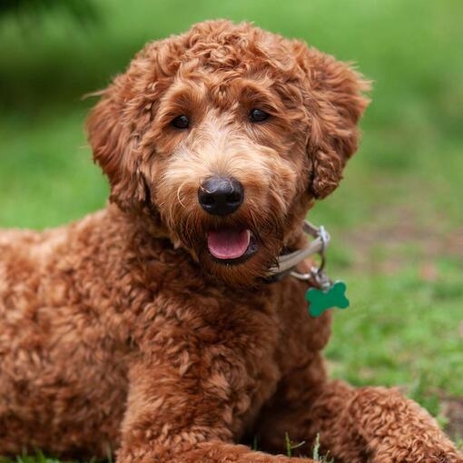 Labradoodle