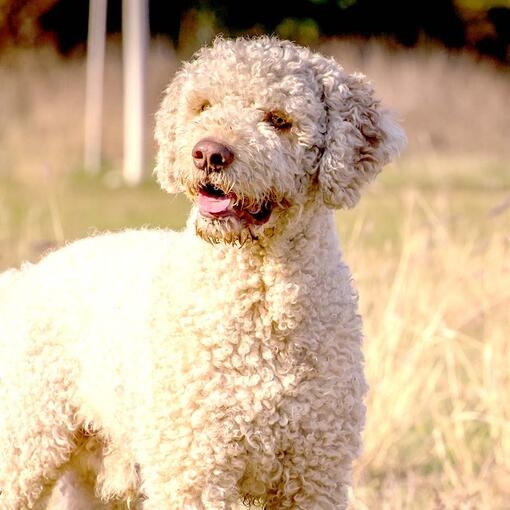 Lagotto Romagnolo