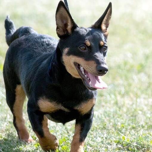 Lancashire Heeler