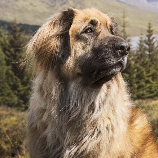 Leonberger