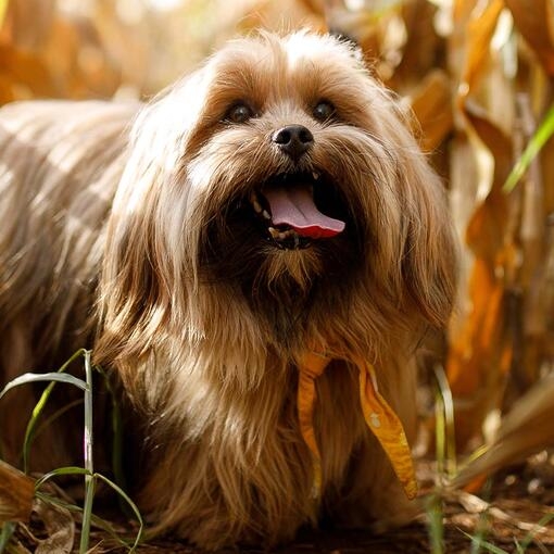 Lhasa Apso