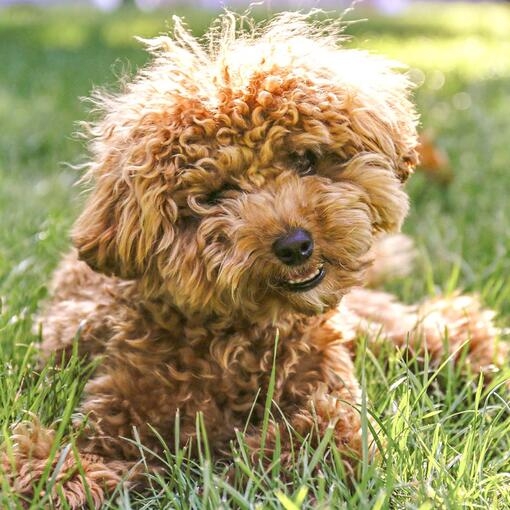 Maltipoo