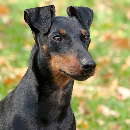 Manchester Terrier