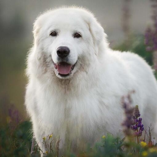 Maremma Sheepdog