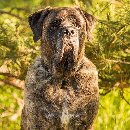 Mastiff