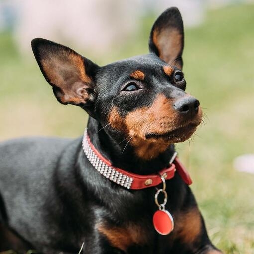 Miniature Pinscher