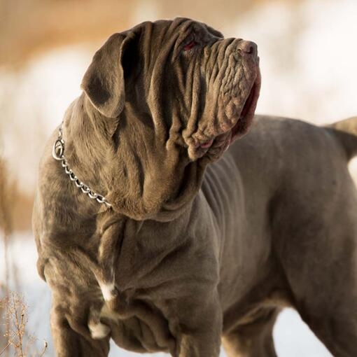 Neapolitan Mastiff