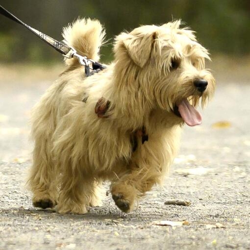Norfolk Terrier