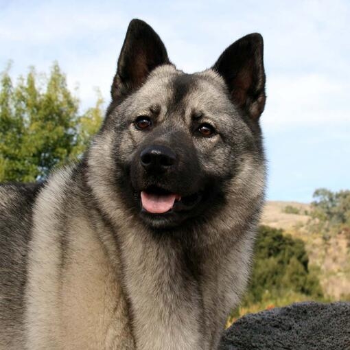 Norwegian Elkhound
