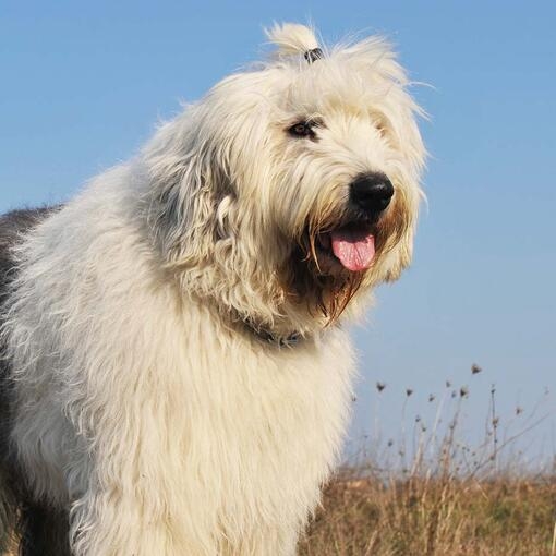 Old English Sheepdog