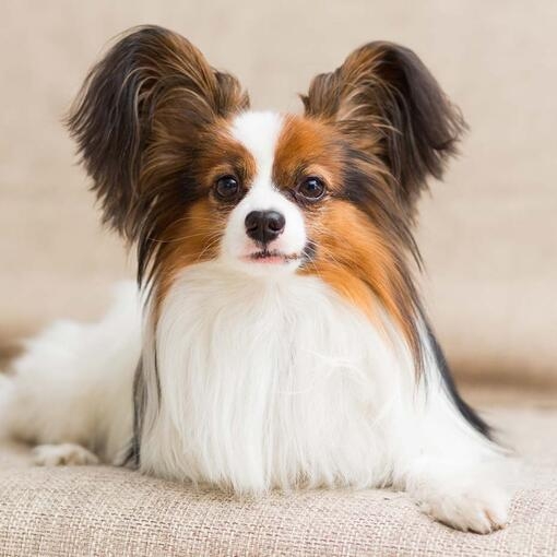 Papillon