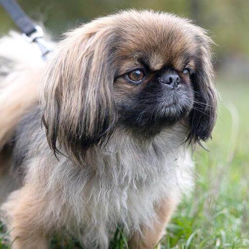 Pekingese