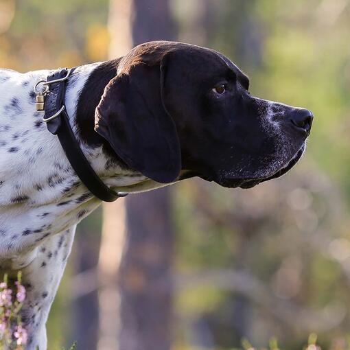 Pointer