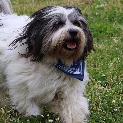 Polish Lowland Sheepdog