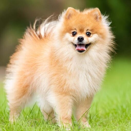 Pomeranian