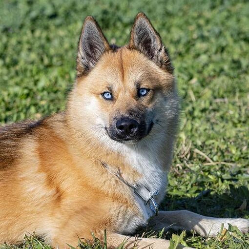 Pomsky