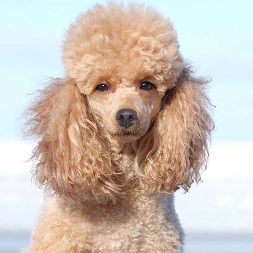 Miniature Poodle