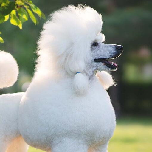 standard poodle