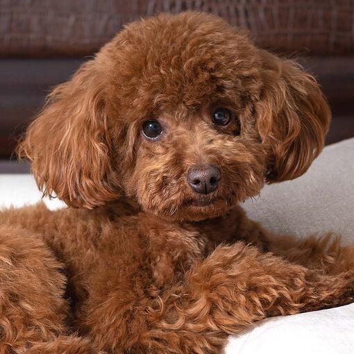 Toy Poodle