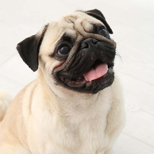 Pug