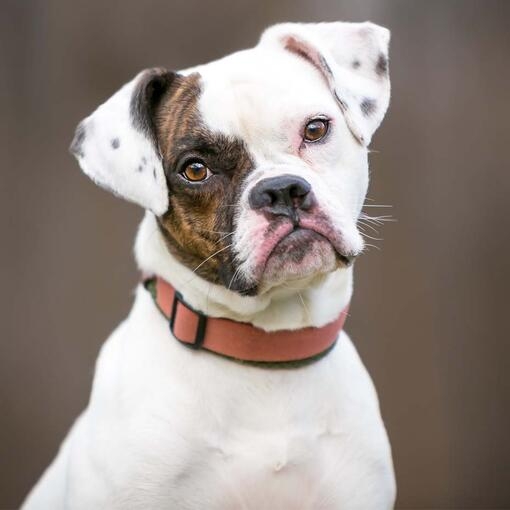 Puggle