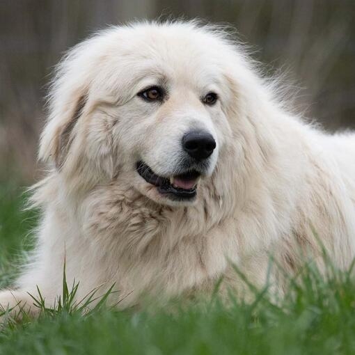 Pyrenean Mountain Dog