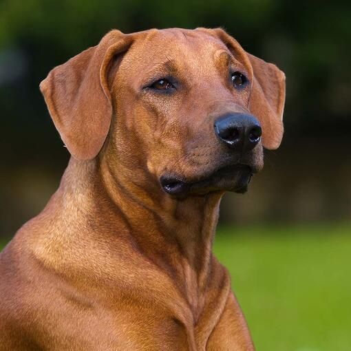 Rhodesian Ridgeback
