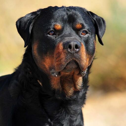 Rottweiler