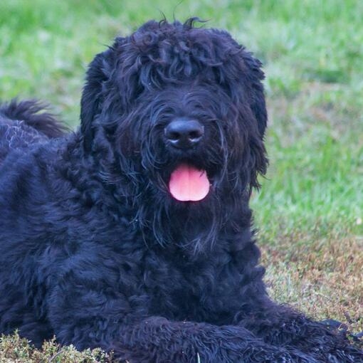Russian Black Terrier