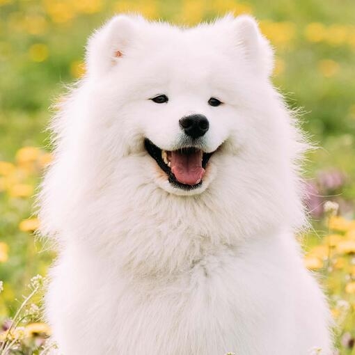 Samoyed