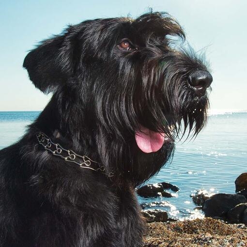 Giant Schnauzer