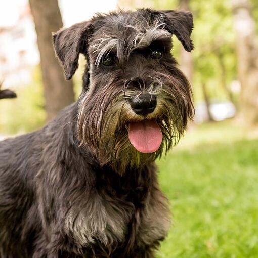 Miniature Schnauzer