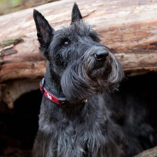 Scottish Terrier