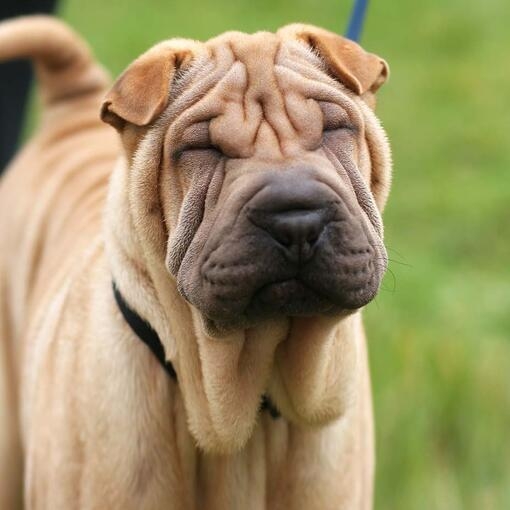 Shar Pei