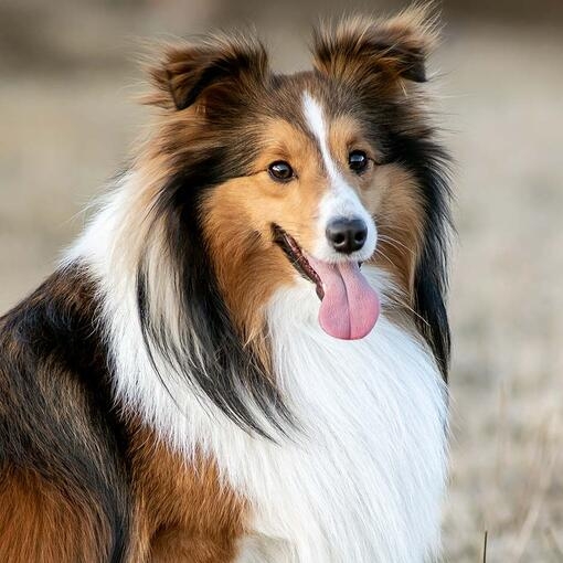 Shetland Sheepdog