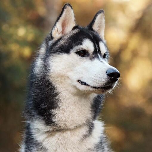 Siberian Husky