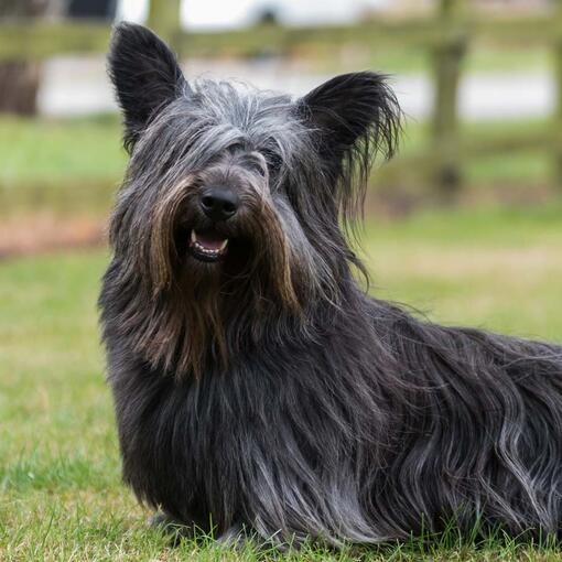 Skye Terrier