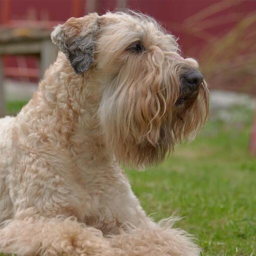 Soft Coated Wheaten Terrier