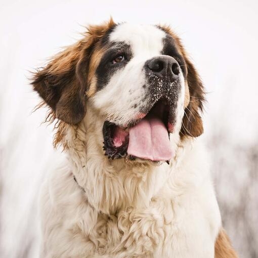 Saint Bernard