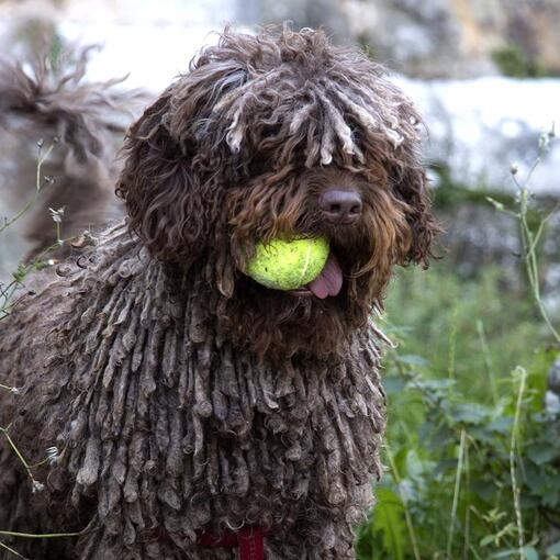 Spanish Water Dog