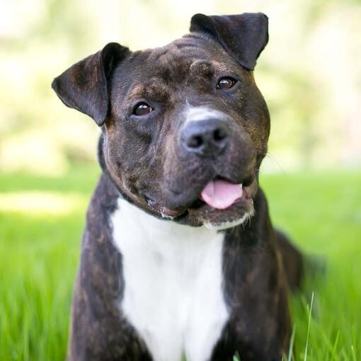 Staffordshire Bull Terrier