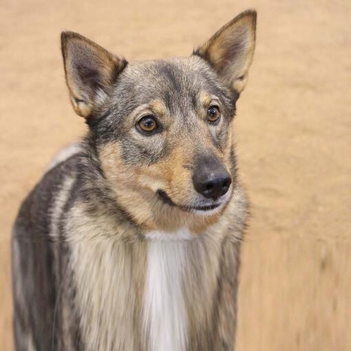 Swedish Vallhund