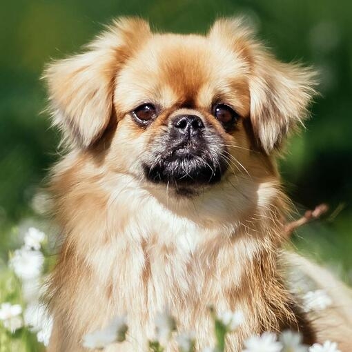 Tibetan Spaniel