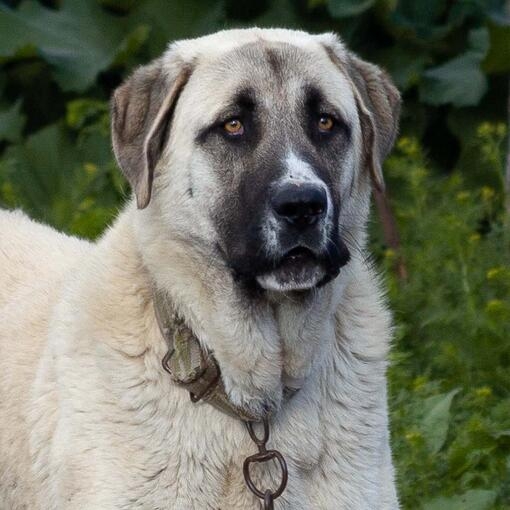 Turkish Kangal