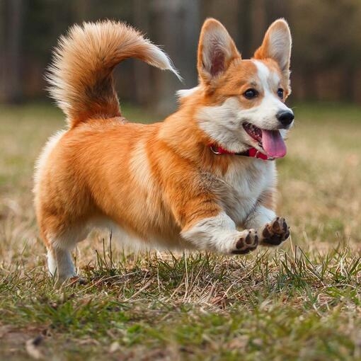 Pembroke Welsh Corgi